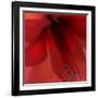 Red Amaryllis Abstract-Anna Miller-Framed Photographic Print