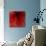 Red Amaryllis Abstract-Anna Miller-Mounted Photographic Print displayed on a wall