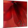 Red Amaryllis Abstract-Anna Miller-Mounted Photographic Print