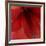 Red Amaryllis Abstract-Anna Miller-Framed Photographic Print