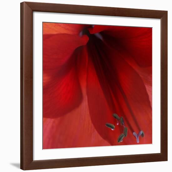 Red Amaryllis Abstract-Anna Miller-Framed Photographic Print