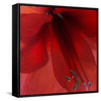 Red Amaryllis Abstract-Anna Miller-Framed Stretched Canvas