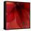 Red Amaryllis Abstract-Anna Miller-Framed Stretched Canvas