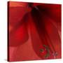Red Amaryllis Abstract-Anna Miller-Stretched Canvas