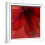 Red Amaryllis Abstract-Anna Miller-Framed Photographic Print