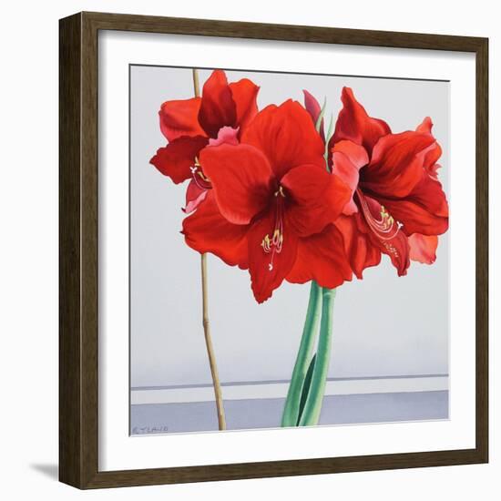 Red Amaryllis-Christopher Ryland-Framed Giclee Print