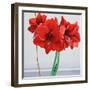 Red Amaryllis-Christopher Ryland-Framed Giclee Print