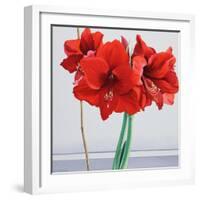 Red Amaryllis-Christopher Ryland-Framed Giclee Print