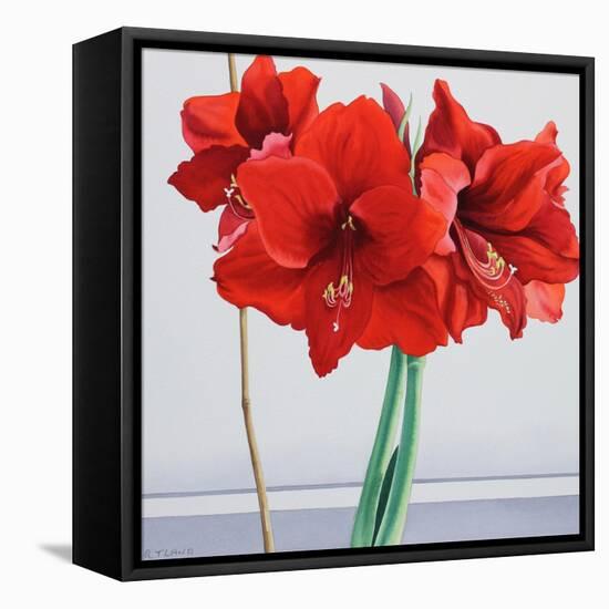 Red Amaryllis-Christopher Ryland-Framed Stretched Canvas