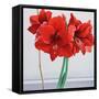 Red Amaryllis-Christopher Ryland-Framed Stretched Canvas