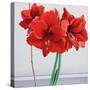 Red Amaryllis-Christopher Ryland-Stretched Canvas
