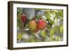 Red and a Yellow Apple Hang on a Branch of an Apple Tree-Petra Daisenberger-Framed Photographic Print