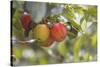 Red and a Yellow Apple Hang on a Branch of an Apple Tree-Petra Daisenberger-Stretched Canvas