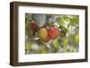 Red and a Yellow Apple Hang on a Branch of an Apple Tree-Petra Daisenberger-Framed Photographic Print