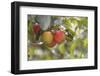 Red and a Yellow Apple Hang on a Branch of an Apple Tree-Petra Daisenberger-Framed Photographic Print