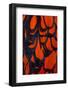 Red and Black Wing Feathers-Darrell Gulin-Framed Photographic Print