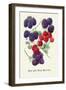 Red and Blue Berries-null-Framed Art Print