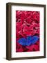 Red and blue coleus leaves.-Adam Jones-Framed Photographic Print