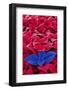 Red and blue coleus leaves.-Adam Jones-Framed Photographic Print