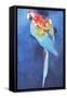 Red and Blue Macaw, 2002-Odile Kidd-Framed Stretched Canvas