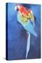 Red and Blue Macaw, 2002-Odile Kidd-Stretched Canvas