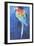 Red and Blue Macaw, 2002-Odile Kidd-Framed Giclee Print