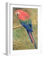 Red and Blue Macaw (W/C Heightened with White on Paper)-Henry Stacey Marks-Framed Giclee Print