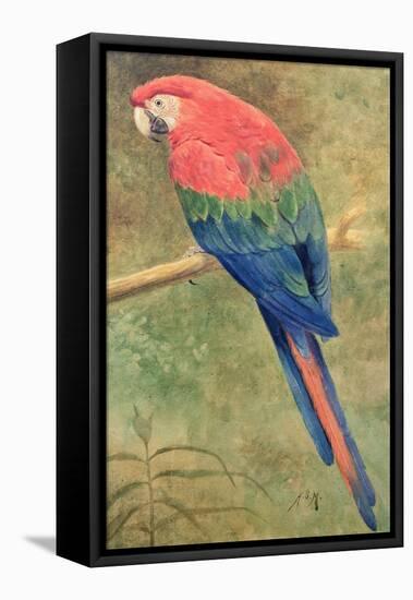 Red and Blue Macaw (W/C Heightened with White on Paper)-Henry Stacey Marks-Framed Stretched Canvas