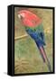 Red and Blue Macaw (W/C Heightened with White on Paper)-Henry Stacey Marks-Framed Stretched Canvas