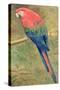 Red and Blue Macaw (W/C Heightened with White on Paper)-Henry Stacey Marks-Stretched Canvas