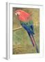 Red and Blue Macaw (W/C Heightened with White on Paper)-Henry Stacey Marks-Framed Giclee Print