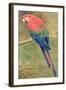 Red and Blue Macaw (W/C Heightened with White on Paper)-Henry Stacey Marks-Framed Giclee Print