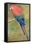 Red and Blue Macaw (W/C Heightened with White on Paper)-Henry Stacey Marks-Framed Stretched Canvas