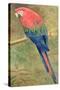 Red and Blue Macaw (W/C Heightened with White on Paper)-Henry Stacey Marks-Stretched Canvas