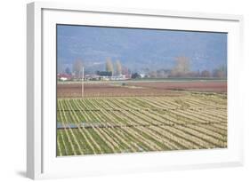 Red and Gold Fields I-Dana Styber-Framed Photographic Print