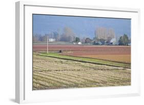 Red and Gold Fields II-Dana Styber-Framed Photographic Print