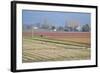 Red and Gold Fields II-Dana Styber-Framed Photographic Print