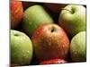 Red and Green Apples-Roy Rainford-Mounted Photographic Print