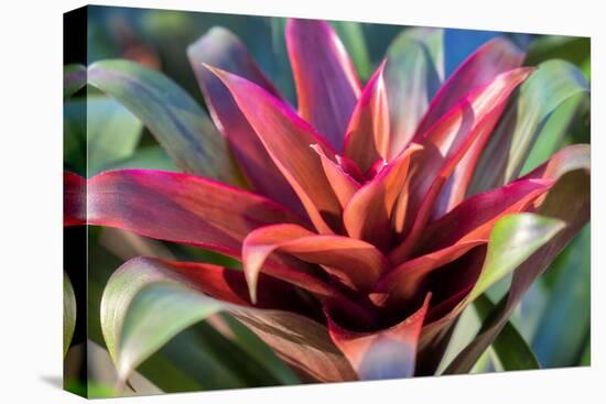 Red and green Bromeliad, USA-Lisa Engelbrecht-Stretched Canvas