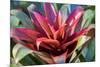 Red and green Bromeliad, USA-Lisa Engelbrecht-Mounted Photographic Print