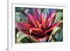 Red and green Bromeliad, USA-Lisa Engelbrecht-Framed Photographic Print