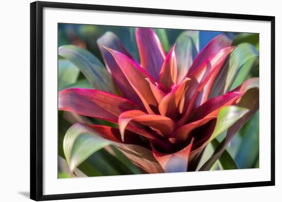 Red and green Bromeliad, USA-Lisa Engelbrecht-Framed Photographic Print