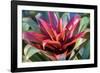 Red and green Bromeliad, USA-Lisa Engelbrecht-Framed Photographic Print