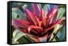 Red and green Bromeliad, USA-Lisa Engelbrecht-Framed Stretched Canvas