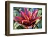 Red and green Bromeliad, USA-Lisa Engelbrecht-Framed Photographic Print