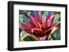 Red and green Bromeliad, USA-Lisa Engelbrecht-Framed Photographic Print