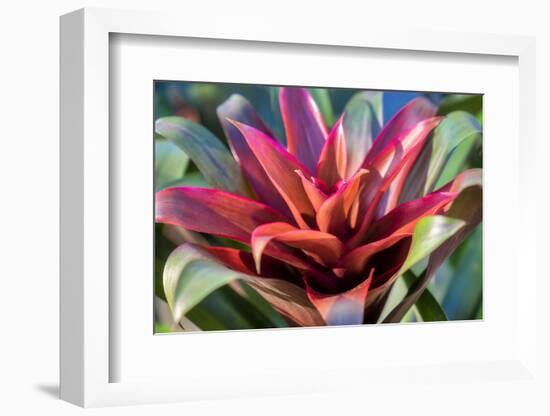 Red and green Bromeliad, USA-Lisa Engelbrecht-Framed Photographic Print