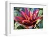 Red and green Bromeliad, USA-Lisa Engelbrecht-Framed Photographic Print