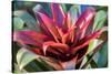 Red and green Bromeliad, USA-Lisa Engelbrecht-Stretched Canvas