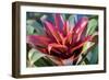 Red and green Bromeliad, USA-Lisa Engelbrecht-Framed Photographic Print